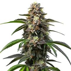 Auto Godfather OG, Фасовка: 3+1